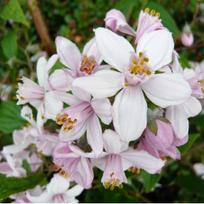 Radastas " Mont Rose"