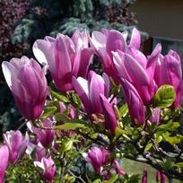 Magnolija "Susan"