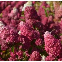 Hortenzija "Fraise Melba" PRB