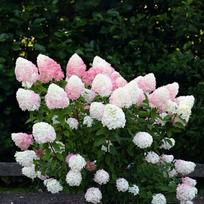 Hortenzija "Living Pink & Rose"PRB