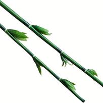 94cm Ilgio Dirbtinis Dracena Sanderiana Vazoninis Gėlių Kompozicijos Aksesuaras