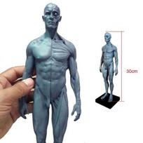 Medicininis žmogaus raumenų ir kaulų anatomijos modelis Naujas žmogaus anatomijos kaukolės kūno modelis Raumuo Kaulas (30 cm) H