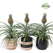 Vazoninis augalas ananasas, su vazonu, Ø 12, 40 cm, lot. Ananas Mi Amigo