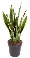 Vazoninis augalas sansevjera, Ø19, 70 cm, lot. SANSEVIERIA LAURENTII