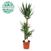 Vazoninis augalas juka, Ø24, 135 cm, lot. YUCCA