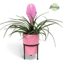 Vazoninis augalas tilandsija, vazone, Ø 11, 30 cm, lot. TILLANDSIA ANITA in ceramic