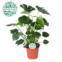 Vazoninis augalas monstera, Ø24, 90 cm, lot. MONSTERA DELICIOSA
