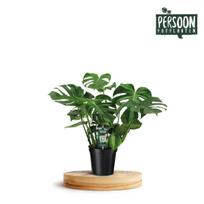 Vazoninis augalas monstera, Ø24, 120 cm, lot. Monstera Pertusum