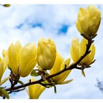 Magnolija "Yellow River"