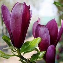 Magnolija "Nigra"