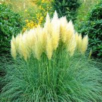 Kortaderija "Pumila"