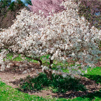 Magnolija "Royal Star"