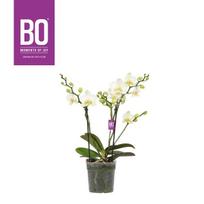 Vazoninis augalas orchidėja, Ø 14, 80 cm, lot. VANDA