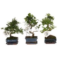 Vazoninis augalas bonsas, vazone, Ø 15, 30 cm, lot. BONSAI Mix S shape
