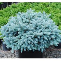 Eglė dygioji ''Glauca Globosa''