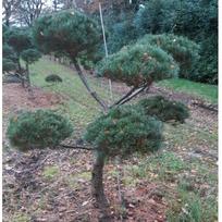Pušis, veimutinė "Radiata" Bonsai 2,5-3m