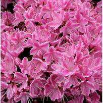 Azalija "Kermesina Rose"