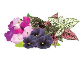 Petunia, Black Pansy and Polka Dot plant refillsCompatible with Click & Grow Smart Garden9 car