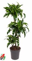 Vazoninis augalas dracena, Ø21, 100 - 110 cm, lot. DRACAENA DORADO