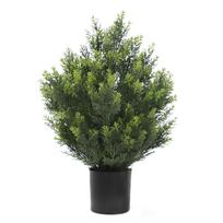 Kedras 60cm