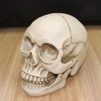 1:1 Dervos kaukolės skulptūra Švietimui ir tapybai skirta medicininė modelio kopija Realistiška namų puošmena 3D kaukolės modelis 19*15*14CM
