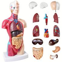 Žmogaus anatominis modelis iš 26,67 cm nuimamo organo - patvaraus PVC, tinka medicinos studentams ir edukaciniams ekranams