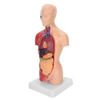 28 cm žmogaus liemens modelis Nuimamas vidaus organų mokomasis anatominės surinkimo modelis