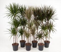 Vazoninis augalas dracena, Ø 24, 150 cm, lot. DRACAENA MIX