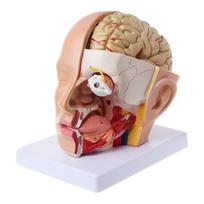 Žmogaus anatomija Galvos Kaukolės Smegenų Smegenų Arterijos Anatominis modelis Mokymui