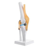 Žmogaus anatominis kelio sąnario lankstus skeletas modelis medicinos mokymosi priemonė anatomija