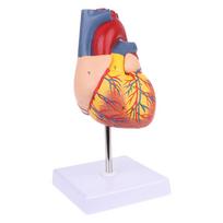 Išardytas Anatominis Žmogaus Širdies Modelis Anatomija Medicinos Mokymo Priemonė