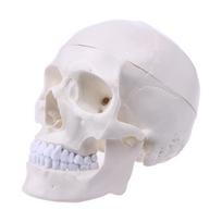 Žmogaus Anatominė Anatomija Galvos Skeletas Kaukolė Mokymo Modelis Mokykliniai Reikmenys Mokymosi Priemonė