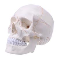 Gyvo dydžio žmogaus kaukolės modelis Anatominis Anatomija Medicininis Mokymo Skeletas Galva Mokymasis Mokymas