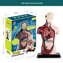 3D Nuimamas žmogaus organų modelis vaikams - Pasidaryk pats medicininis modeliavimo žaislas