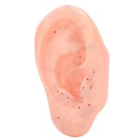 Ausies Zonos Modelis Ausies Akupunktūros Taškų Spaudimo Taškų Mokymasis Žmogaus Akupunktūros Modelis 13cm