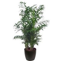 Vazoninis augalas palmė, Ø 19, 70 cm, lot. Chamaedorea Elegans