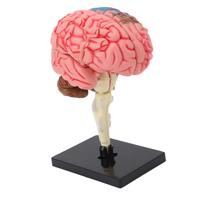 Smegenų modelio neuroanatomijos struktūros mokymo priemonė žmogaus smegenų anatominis modelis su pagrindu
