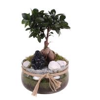 Vazoninis augalas bonsas, vazone su dekoracija, Ø 20, 30 cm, lot. BONSAI in Glass bowl