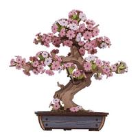 3D medinis konstruktorius Sakura Bonsai