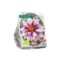 Jurginų svogūnėlis, lot. DAHLIA MIGNON EDGE OF JOY, 1 vnt