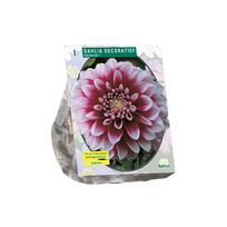 Jurginų svogūnėlis, lot. DAHLIA DECORATIEF EDINBURGH, 1 vnt