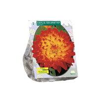 Jurginų svogūnėlis, lot. DAHLIA DECORATIEF PROYCON, 1 vnt