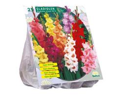 Kardelių svogūnėliai, lot. GLADIOLUS GEMENGD, 25 vnt