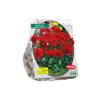 Jurginų svogūnėlis, lot. DAHLIA PURPINKA, 1 vnt