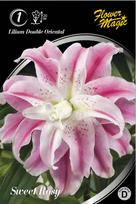 Lelijų svogūnėlis, lot. LILIUM SWEET ROSY