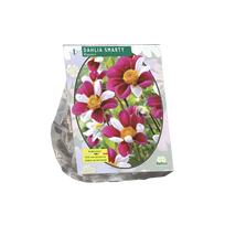 Jurginų svogūnėlis, lot. DAHLIA MIGNON SMARTY, 1 vnt