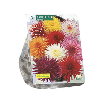 Jurginų svogūnėliai, lot. DAHLIA CACTUS MIXED, 3 vnt