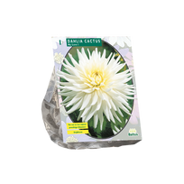 Jurginų svogūnėliai, lot. DAHLIA  CACTUS MY LOVE, 1 vnt