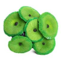 Dekoracija Akvariumui Dirbtinė Derva Koralas Jūros Augalas Ornamentas žalia