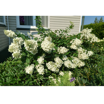 Šluotelinė hortenzija Pink Diamond® (lot. Hydrangea paniculata „Interhydia“)